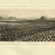 Haarlem Tulpenveld J.M. Graadt van Roggen 15.5x7.5 cm.